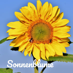 Sonnenblume